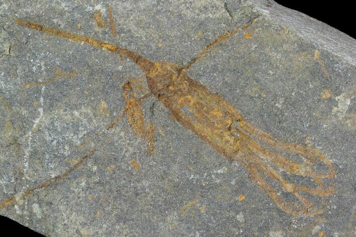 Ordovician Crinoid Fossil - Kaid Rami, Morocco #102828